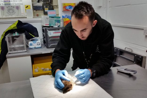 Chris cleaning up a wound a hedgehog from Eastbourne