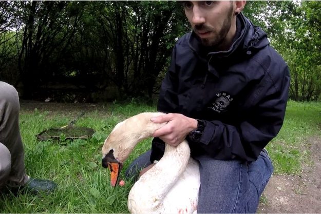Ditchling Common Swan Rescue