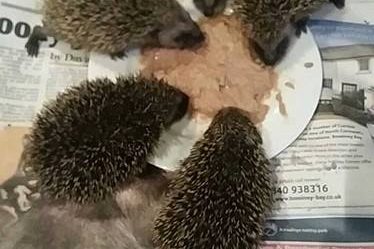 Baby Hedgehogs starting to eat for themselves