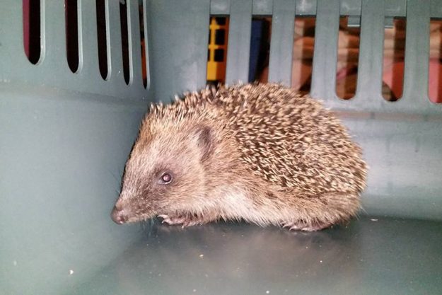 The largest hoglet found at Herewood Way Lewes
