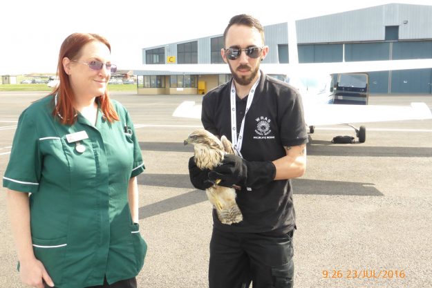 WRAS Chris Riddington handing over the Buzzard to Lucy Kells from Vale Wildlife Rescue at Gloucester Airport (1)